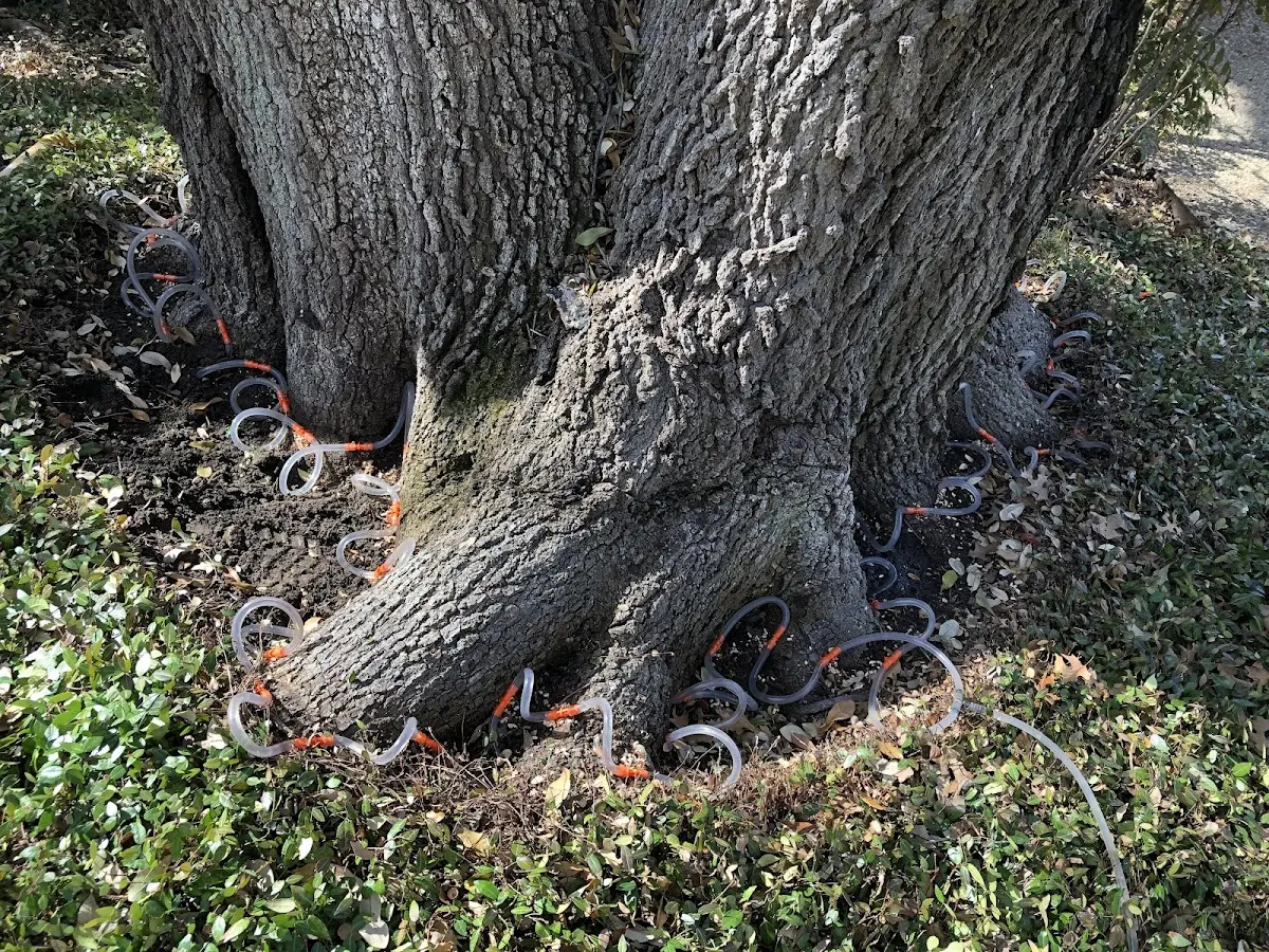 Detailed Tree Cabling and Bracing job site in West Medford