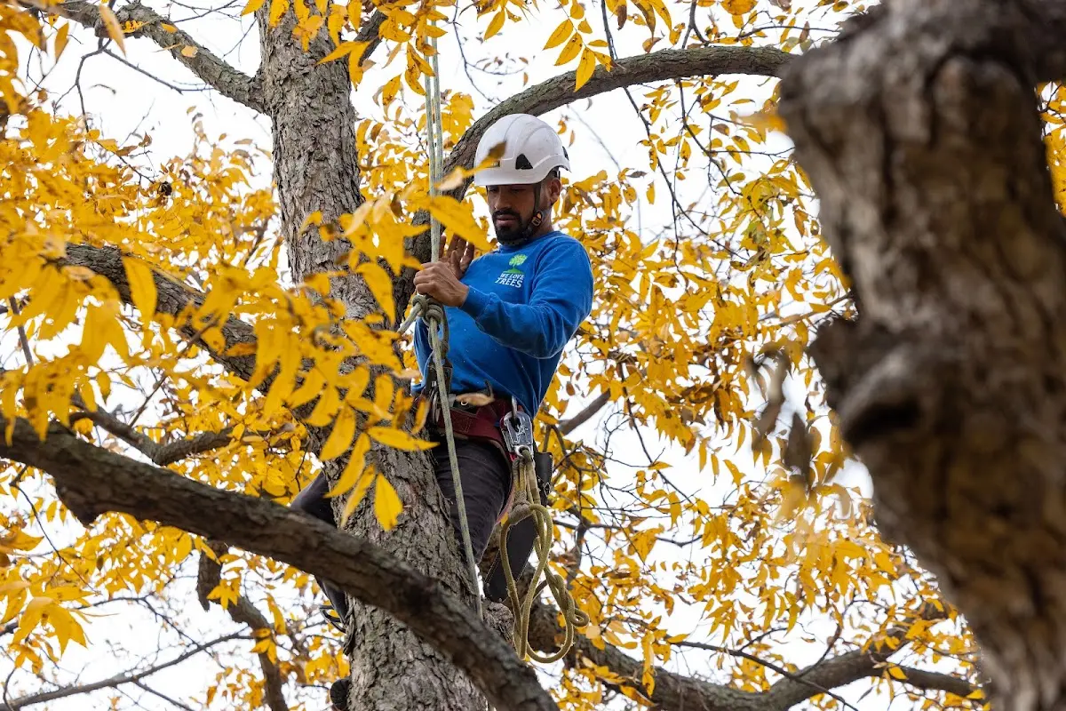 Skilled Tree Pruning crew working in West Medford